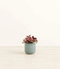 Fittonia Red Nerve