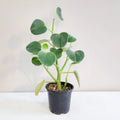 Peperomia Incana