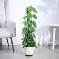 Philodendron Oxycardium Green XL