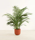Areca Palm XL