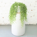 String of Bananas XL