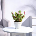 Jade Mini - Variegated
