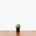 White Nerve Plant