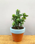Jade Mini
