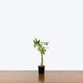 Money Tree