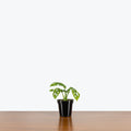 Philodendron Broken Heart