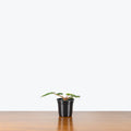 Philodendron Billietiae