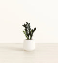 Zamioculcas Zamiifolia - Raven