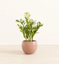 Zamioculcas Zamiifolia (ZZ Plant)