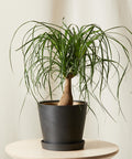 Nolina Palm