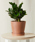 Dwarf ZZ Plant