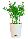 Mentha Piperita