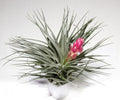 Tillandsia Cotton King