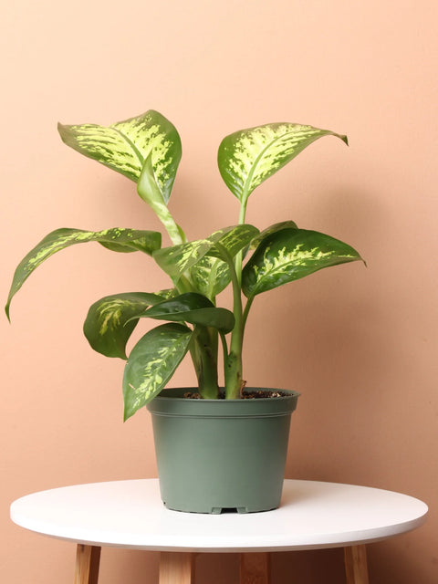 Dieffenbachia Tropic Snow