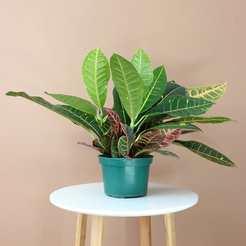 Croton Petra
