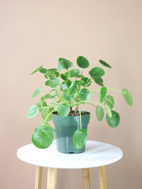Pilea Peperomioides