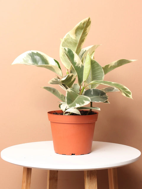 Ficus Elastica Tineke