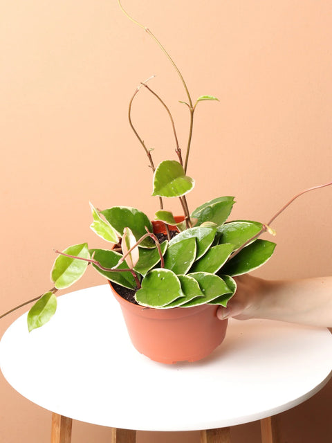Hoya Carnosa Tricolour - Krimson Queen