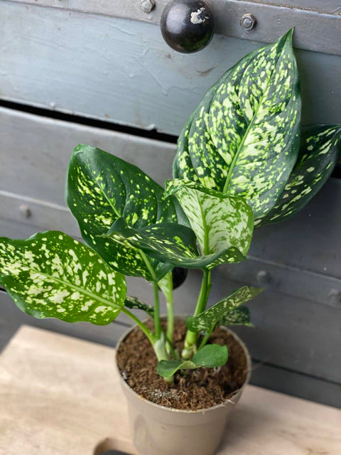 Aglaonema Snow White