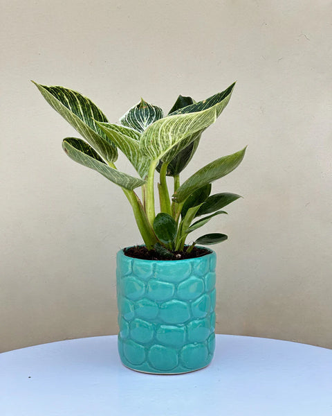 Philodendron Birkin