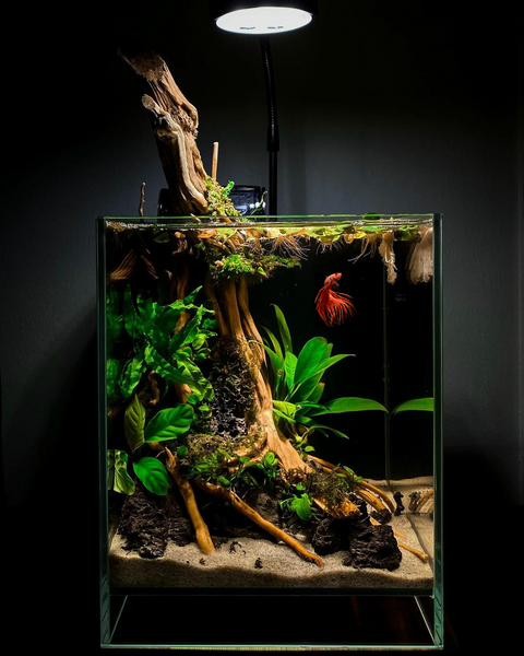 Nano Aquarium