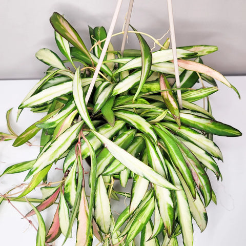 Hoya Wayetti Variegata