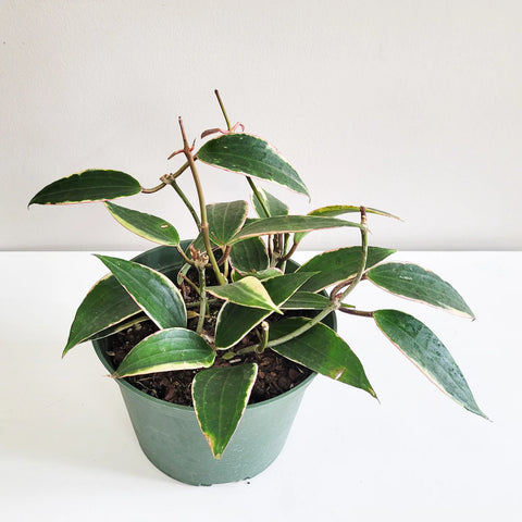 Hoya Latifolia Variegata