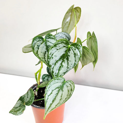Philodendron Brandtianum - Brandi