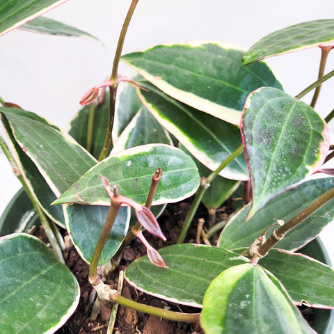 Hoya Latifolia Variegata