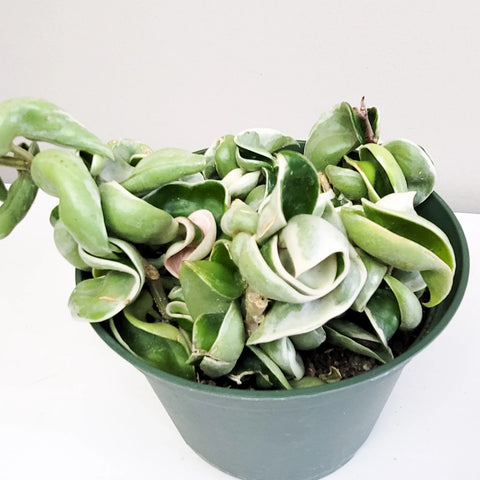 Hoya Carnosa Compacta - Hindu Rope