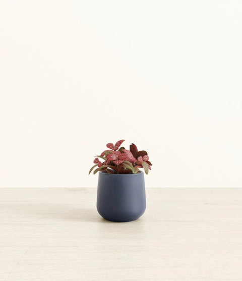 Fittonia Red Nerve