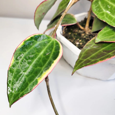 Hoya Latifolia Variegata