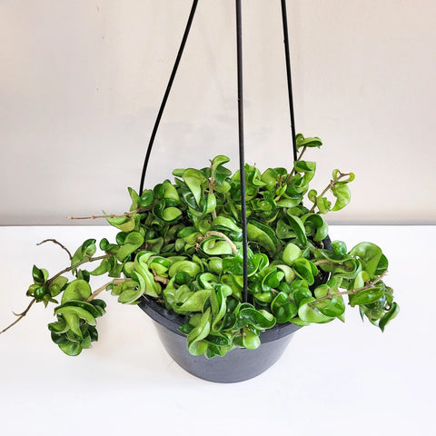 Hoya Carnosa Compacta - Hindu Rope