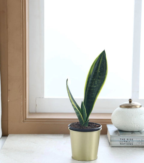 Sansevieria Futura Superba