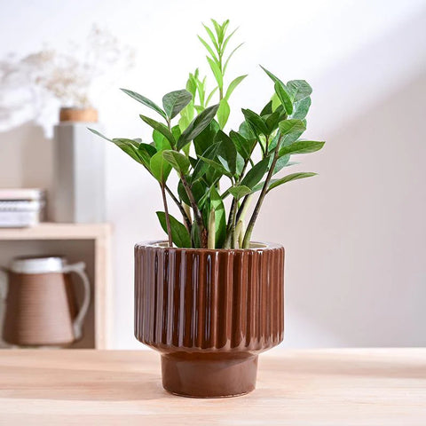 Immortal Nights Ceramic Pot