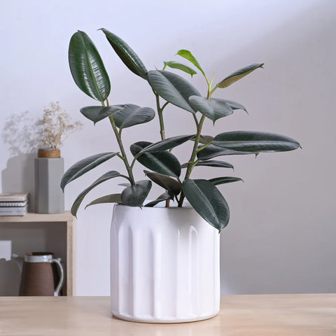 Blushing Sun Ceramic Pot