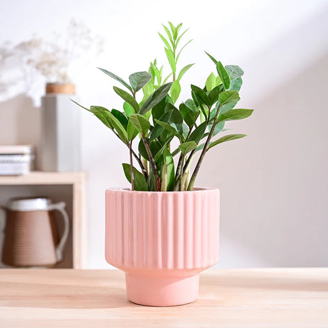 Immortal Nights Ceramic Pot