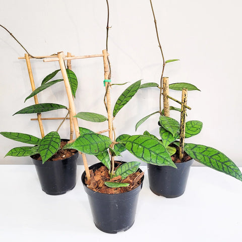 Hoya Callistophylla