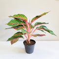 Aglaonema Commutatum - Rubi