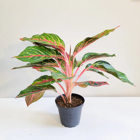 Aglaonema Commutatum - Rubi