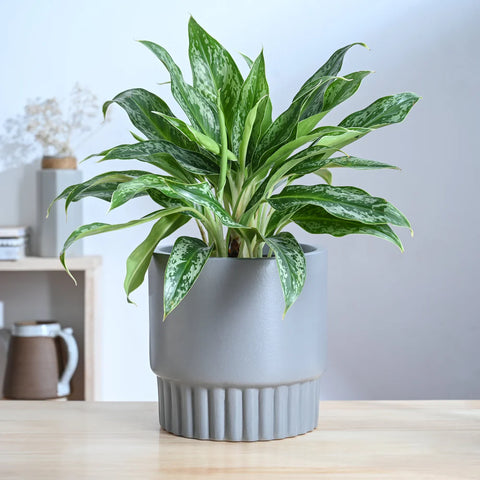 Immortal Nights Ceramic Pot