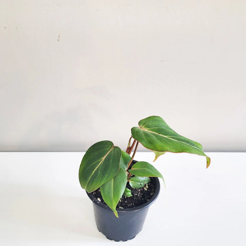 Philodendron Gloriosum