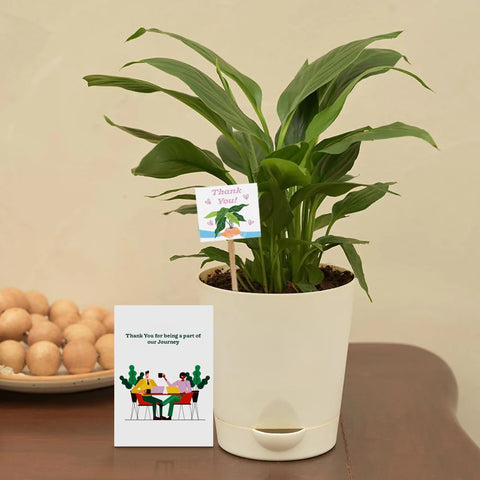 Peace Lily