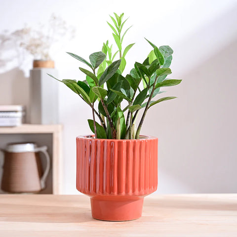Immortal Nights Ceramic Pot