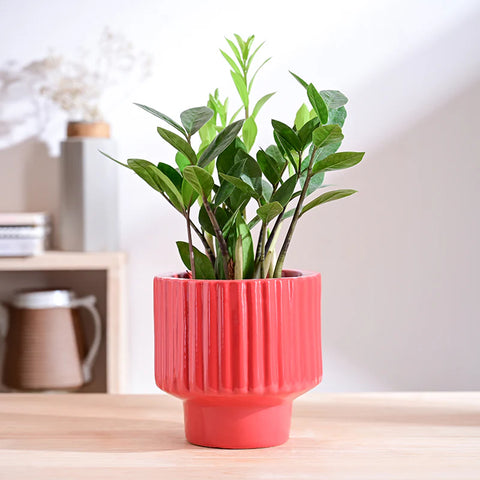 Immortal Nights Ceramic Pot
