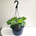 Maranta Leuconeura - Green Prayer