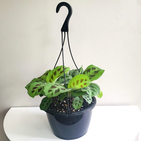 Maranta Leuconeura - Green Prayer