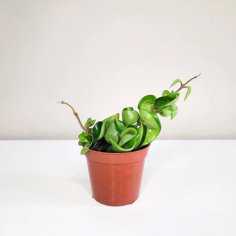 Flowering Plants - Indoor