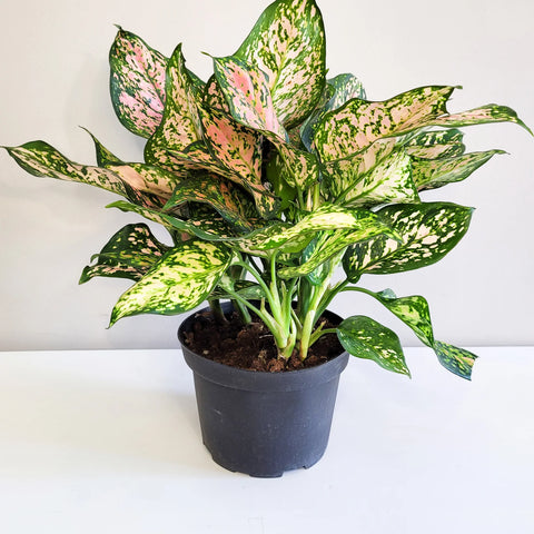 Aglaonema Commutatum - Valentine