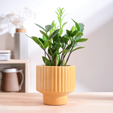 Immortal Nights Ceramic Pot